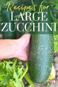 a hand holding a cucumber in the middle of a garden