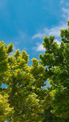 trees with green leaves and blue sky in the background