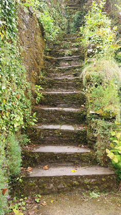 the steps lead up to the top of the hill are covered in green plants and ivys