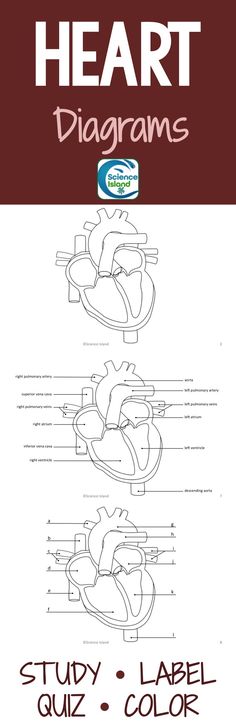 the heart diagram is shown in red and white