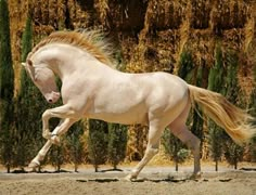 a white horse is galloping in front of some tall grass and trees with long hair