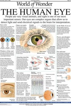 the human eye is shown in this article