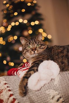 a cat laying on top of a blanket next to a christmas tree with lights in the background