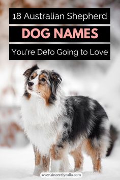 Dog Name Ideas Tough Dog Names, Black Australian Shepherd, Australian Shepherd Names, Black Dog Names, Boy Dog Names, Girl Dog Names, Best Dog Names, Cute Names For Dogs, Shepherd Dog Breeds