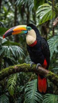 a colorful toucan sits on a branch in the jungle