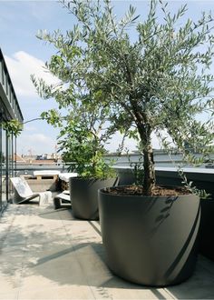 an olive tree in a large planter on a patio