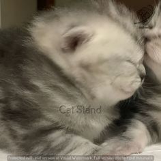 two kittens are playing with each other on the bed, and one is rubbing its face against the other's head