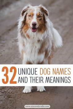 a brown and white dog standing on top of a dirt road with the words 32 unique dog names and their meanings