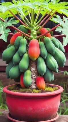 a potted plant with fruit growing out of it