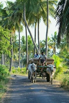 two cows pulling a cart with people on it down a road surrounded by palm trees