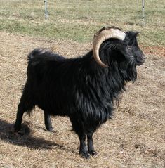 a black goat with long horns standing on dry grass