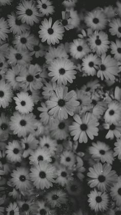 black and white photograph of daisies in bloom