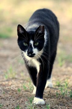 a black and white cat walking across a field