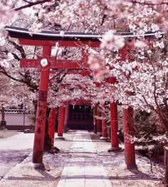 Kyoto Itinerary, Cherry Blossom Japan, Japan Landscape, Cherry Blossom Season, Japon Illustration, Japanese Landscape