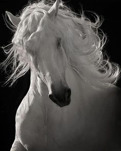 black and white photograph of a horse with long hair blowing in the wind on a dark background