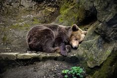 a large brown bear laying on top of a rock