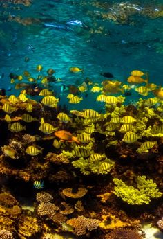 a large group of fish swimming over a coral reef