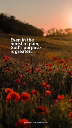 a field full of red flowers with the sun setting in the distance behind it and an inspirational quote about being grateful