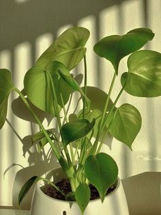 a potted plant sitting on top of a table