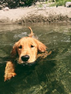 a dog is swimming in the water with his head above the water's surface