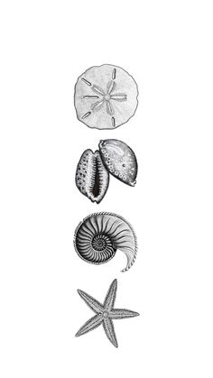 three seashells and one starfish are shown in this black and white drawing