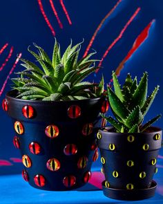 two potted plants sitting next to each other on a blue surface with red and yellow designs