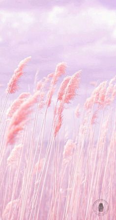 pink grass blowing in the wind on a cloudy day