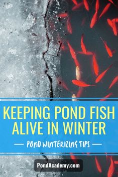 a pond filled with red fish next to the words keeping pond fish alive in winter