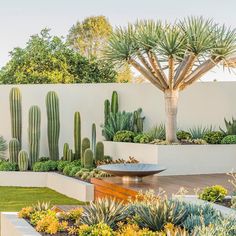 an outdoor garden with cactuses and succulents