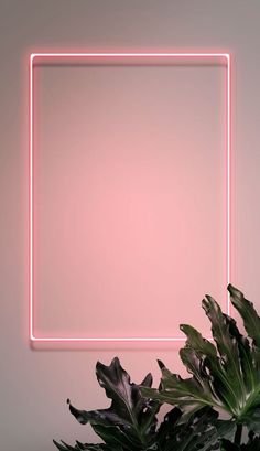 a plant in front of a pink neon frame