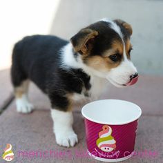 a small dog standing next to a cup