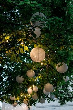 several paper lanterns are hanging from a tree