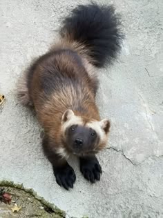 a brown and black animal standing on top of a cement ground next to rocks with leaves