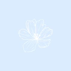 a white flower on a light blue background