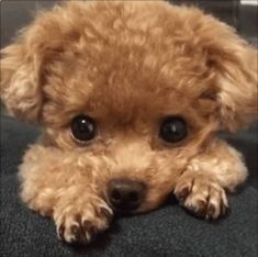 a small brown dog laying on top of a carpet