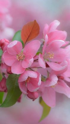 the pink flowers are blooming on the tree