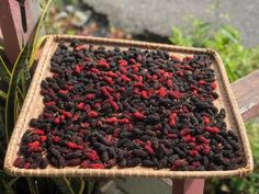 a basket filled with lots of blackberries sitting on top of a wooden bench