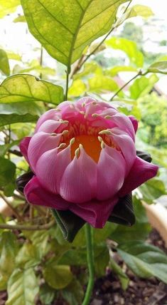 a pink flower with green leaves in the background