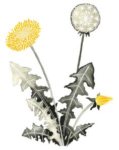 two dandelions are shown in watercolor and ink on paper, one is yellow and the other is white