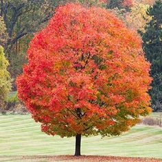 a tree with red leaves in the middle of a grassy field next to some trees