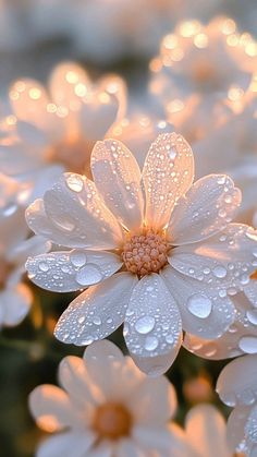 white flowers with water droplets on them are in the foreground, and there is no image here to provide a caption for