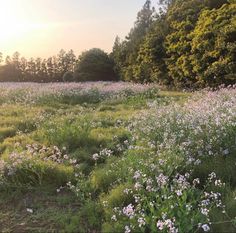 the sun is setting over a field full of wildflowers and trees in the background