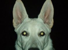 a white dog with yellow eyes looking at the camera