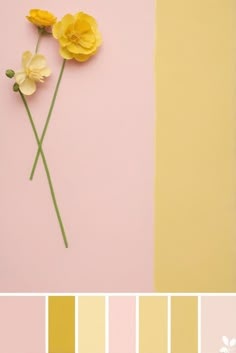 some yellow flowers are sitting on a pink and yellow wall with the same color scheme