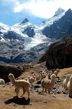 a herd of llamas walking up a mountain side