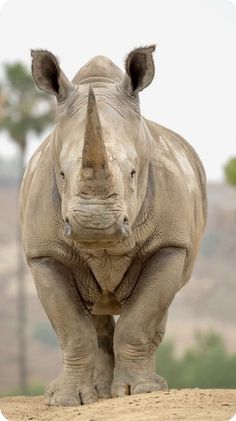 a rhino standing on top of a dirt field