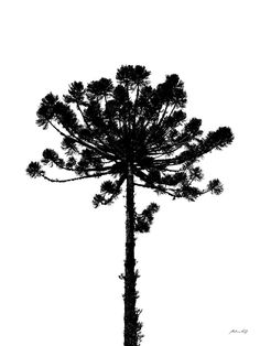 the silhouette of a tall pine tree against a white background