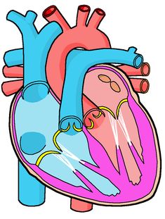 an image of a human heart with blood vessels attached to the right and left sides