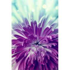 an abstract purple flower with blurry lights