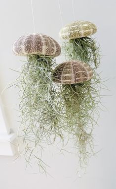 three mushrooms hanging from strings with grass growing out of the top and bottom one above them